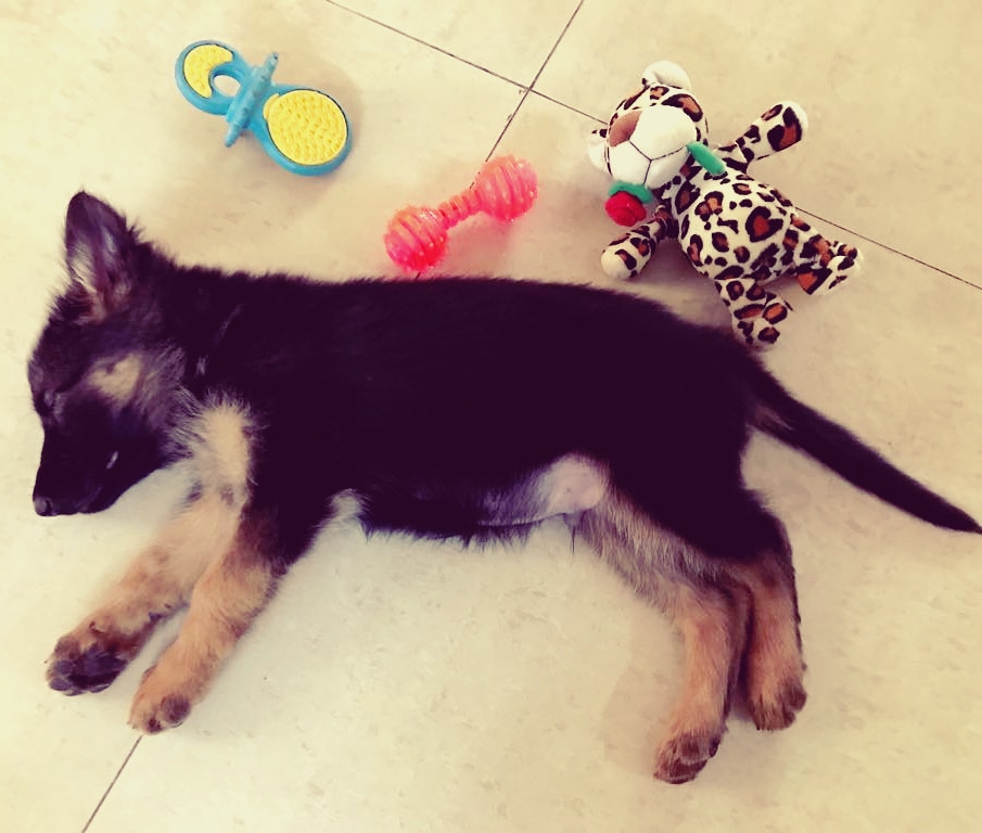 Max Is Coming Back Home